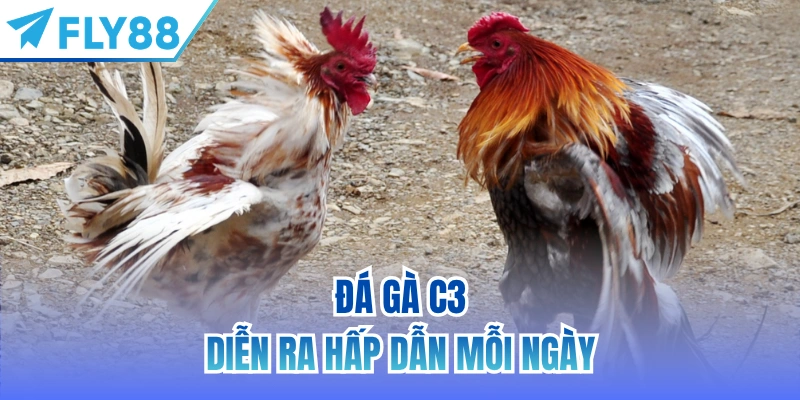 Đá gà C3 diễn ra hấp dẫn mỗi ngày
