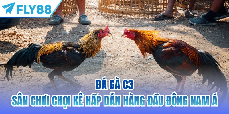 đá gà c3