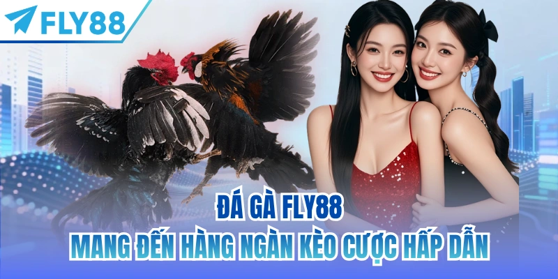 Đá gà FLY88 mang đến hàng ngàn kèo cược hấp dẫn