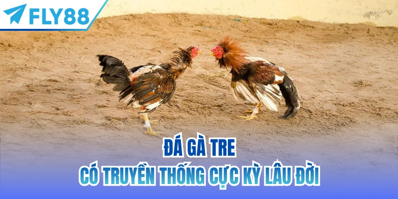 Đá gà tre có truyền thống cực kỳ lâu đời
