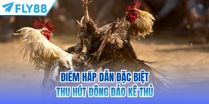 Điểm hấp dẫn đặc biệt thu hút đông đảo kê thủ