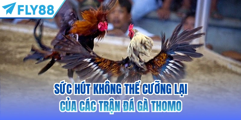 Sức hút không thể cưỡng lại của các trận đá gà Thomo